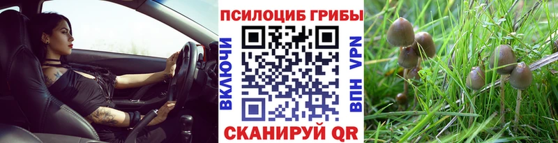 Купить  Палласовка  Псилоцибиновые грибы Psilocybe 